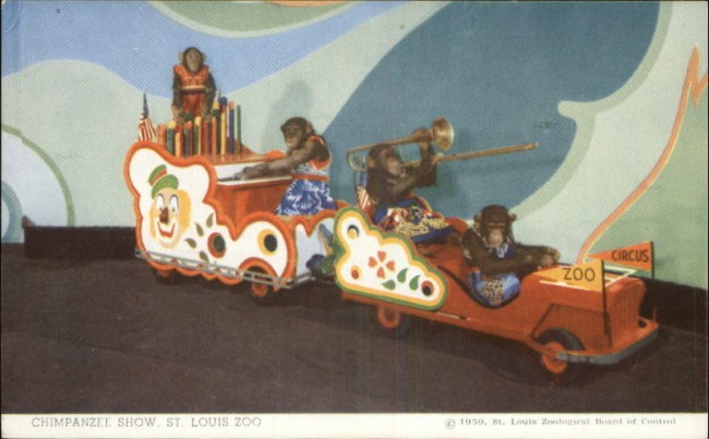 1950-chimpanzee-stlouis-zoo-jeep-train-postcard1