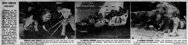 1950-05-20-st-louis-globe-circus-chimp-jeep-drive3-lores