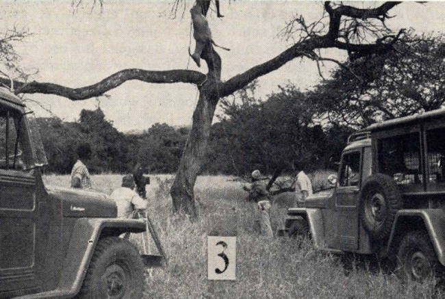 1955-09-willys-news-africa-tarzan3