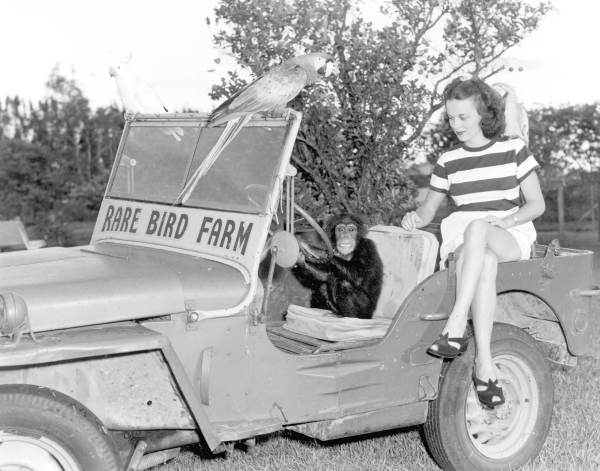 1948-frances-freeman-rare-bird-farm2