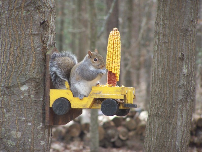 squirrel-jeep-feeder
