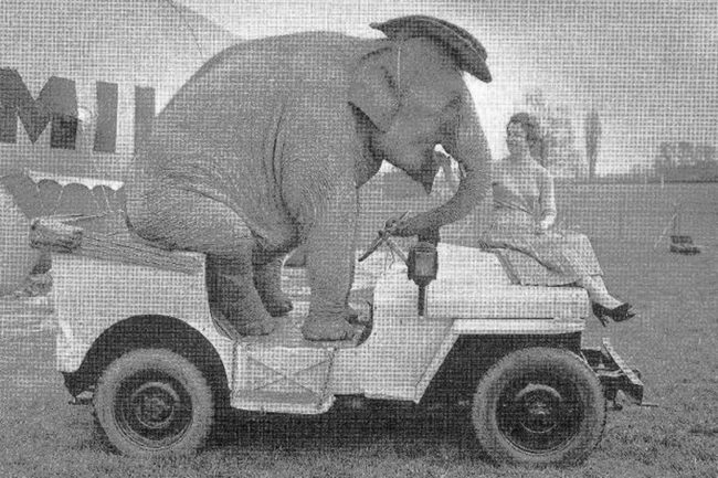 1957-Kam-elephant-riding-bertram-mills-circus-photo